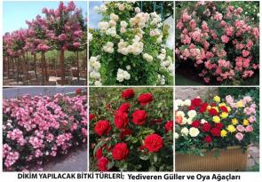 GİRESUN GÜLLERLE DONATILIYOR