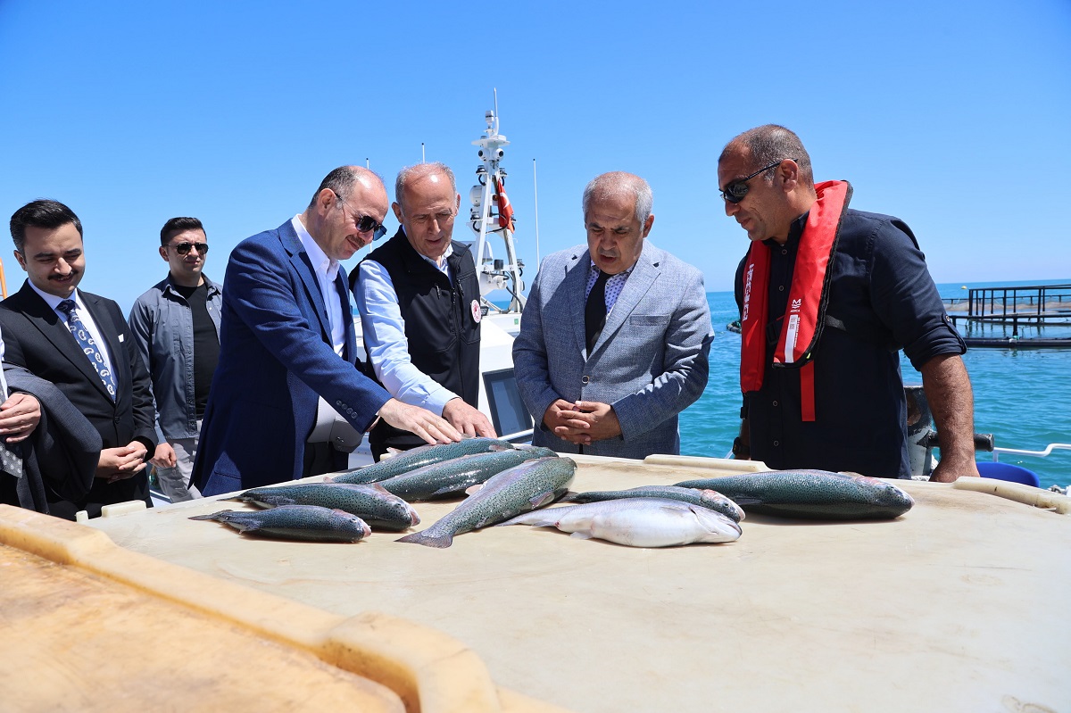 Vali Serdengeçti, Türk Somonu Hasadına Katıldı