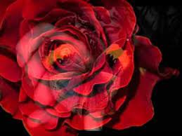 SELÇUK KÜPÇÜK MARTILAR BU ŞEHRİ TERK ETTİ