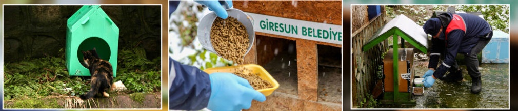 GİRESUN BELEDİYESİ CAN DOSTLARI UNUTMADI