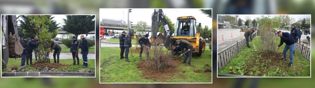 BÖLGEMİZE ÖZGÜ BİTKİLERİN KULLANIMI ARTIYOR