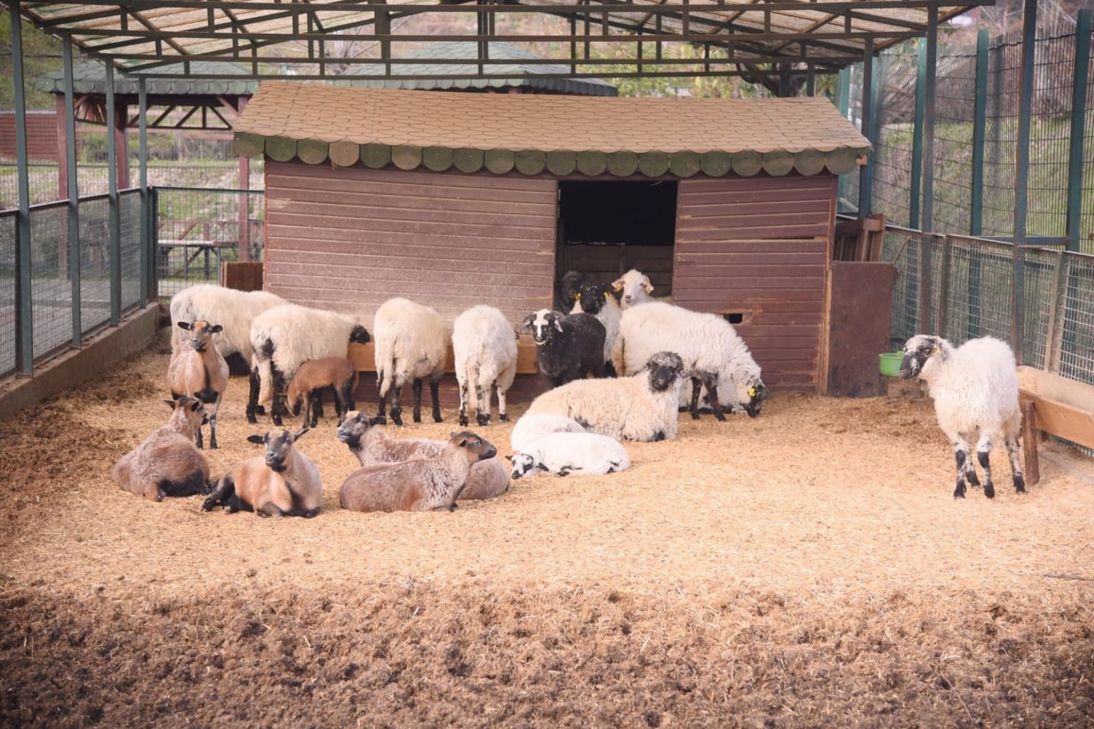 GİRESUN BELEDİYESİ HAYVANAT BAHÇESİ’NİN KAPISI HERKESE AÇIK
