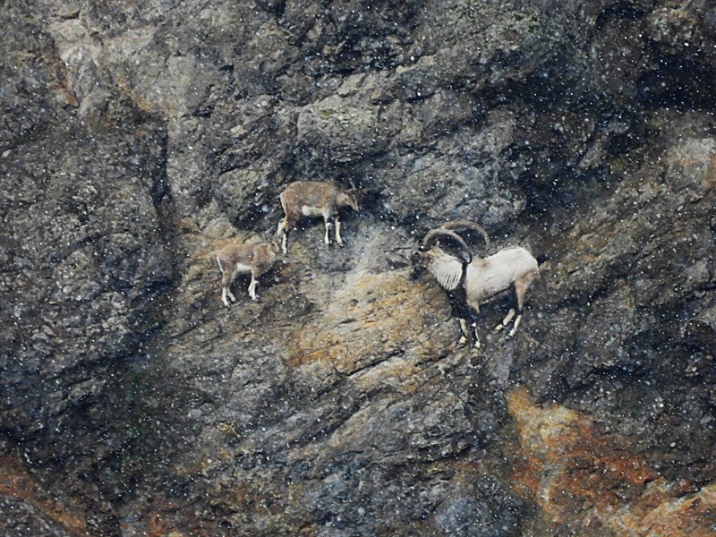 Şebinkarahisar’da Yaban Keçileri İçin Koruma Kalkanı: