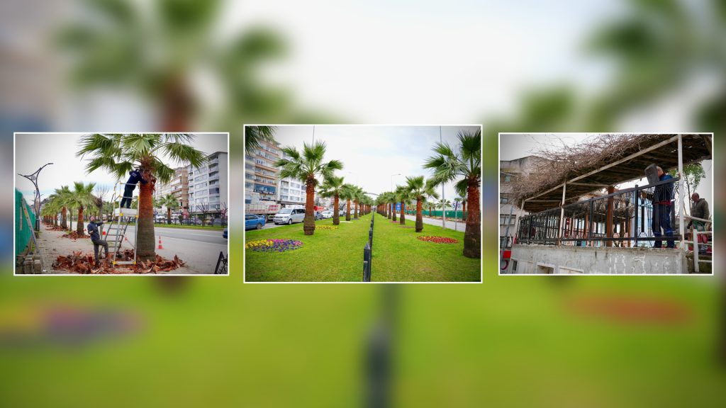 PALMİYE AĞAÇLARINDA BUDAMA ÇALIŞMASI YAPILDI