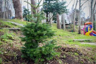 KALE’NİN YEŞİLLİĞİ ARTIRILIYOR