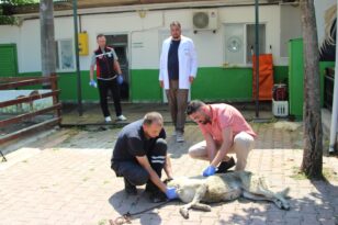 BAŞKAN KÖSE’NİN TALİMATIYLA CAN DOST EMİN ELLERDE